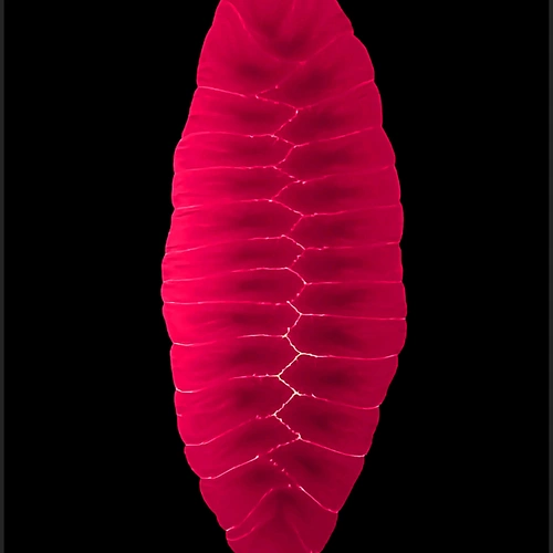 0181